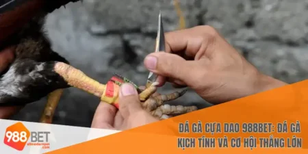 Đá gà cựa dao