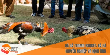Đá gà Thomo